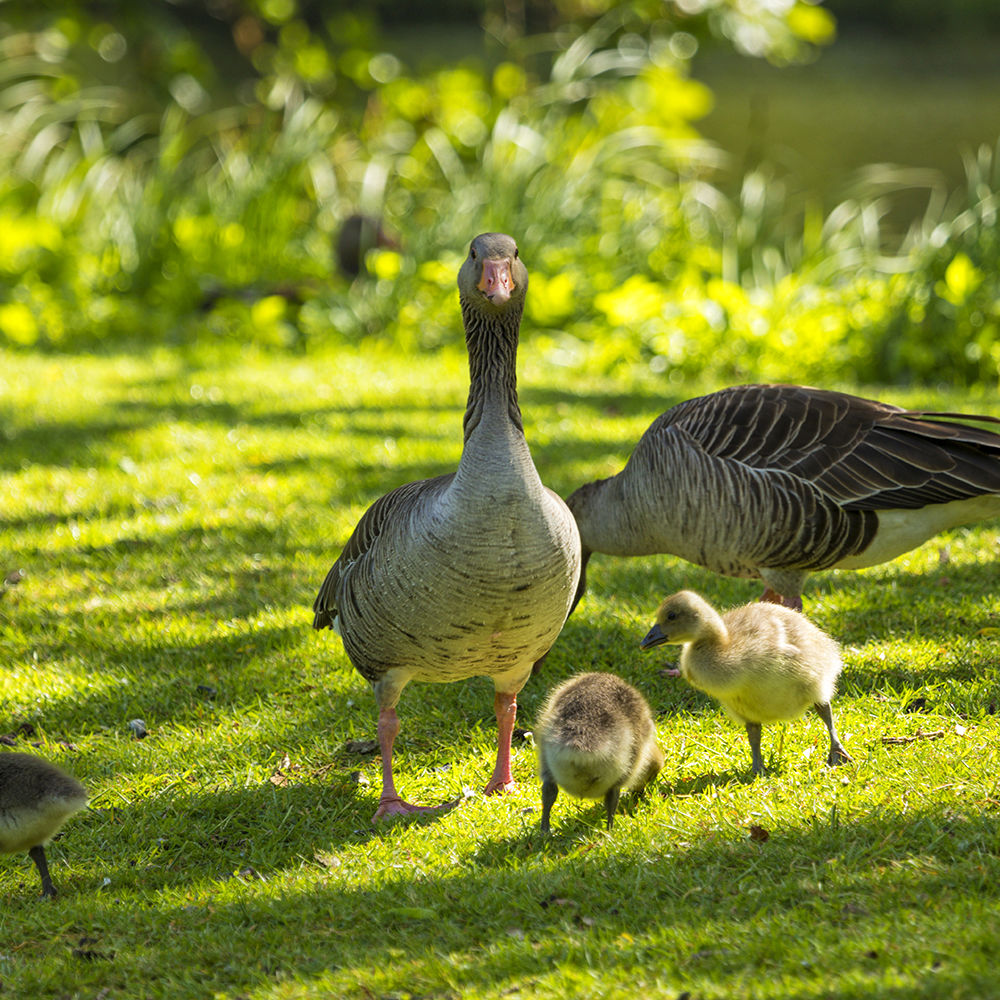 Gæs med deres gæslinger