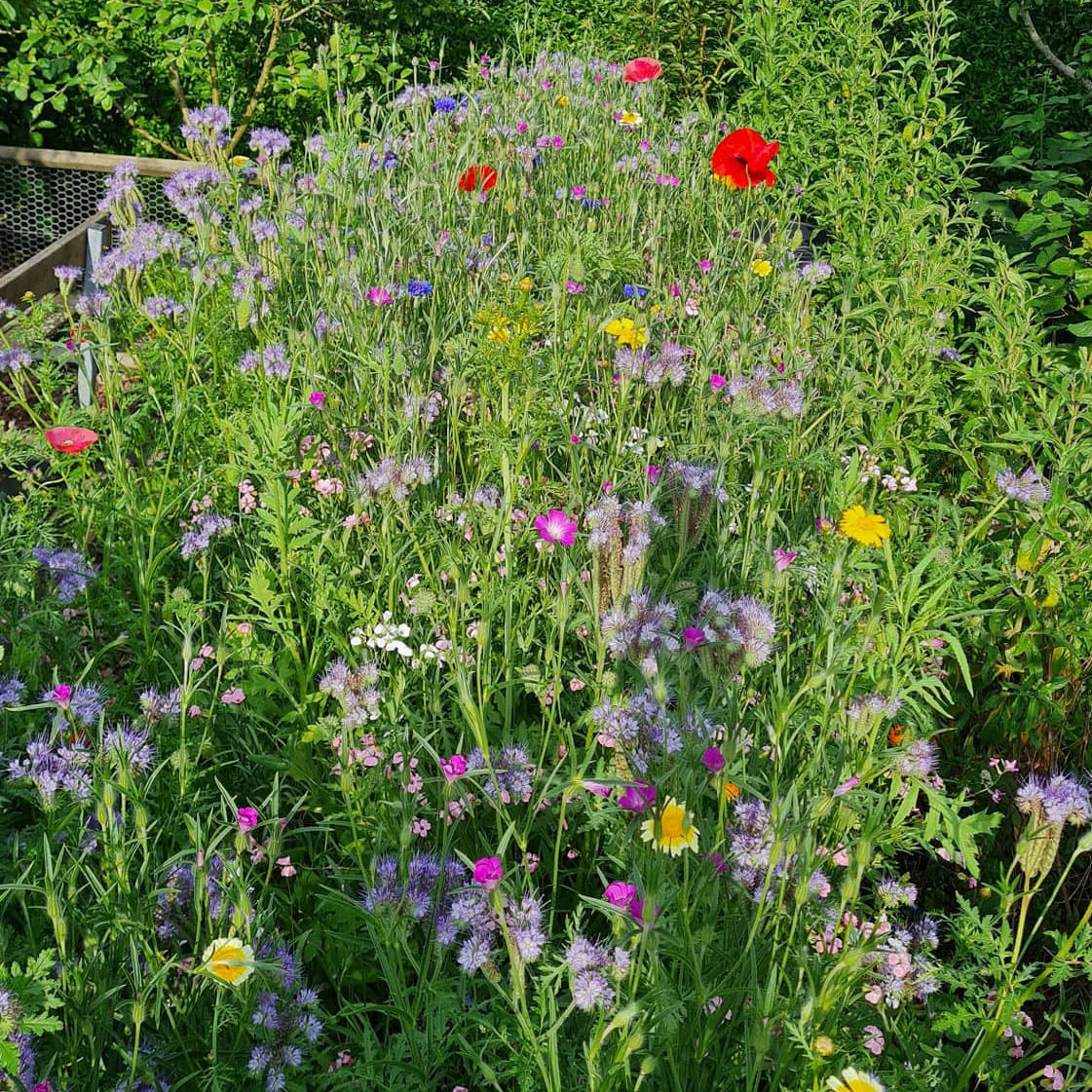Vild blomsterblanding