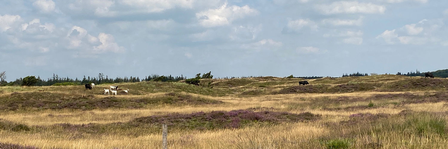 Vild natur med lyng