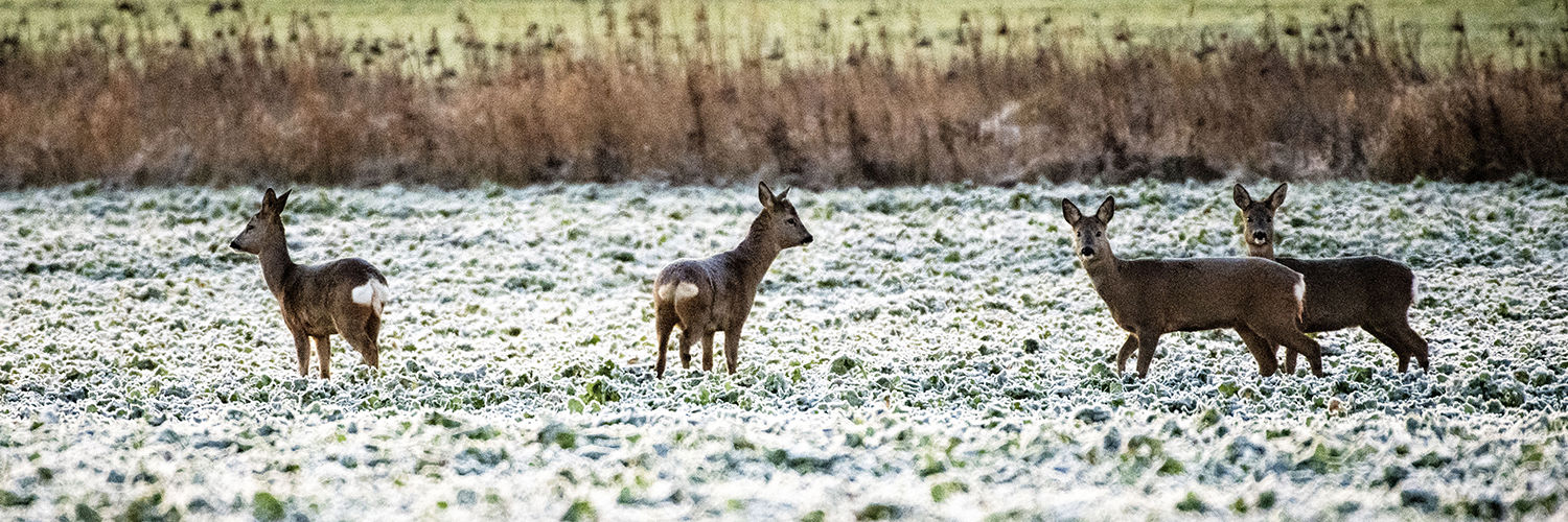 Billeder af rådyr i Tøndermarsken