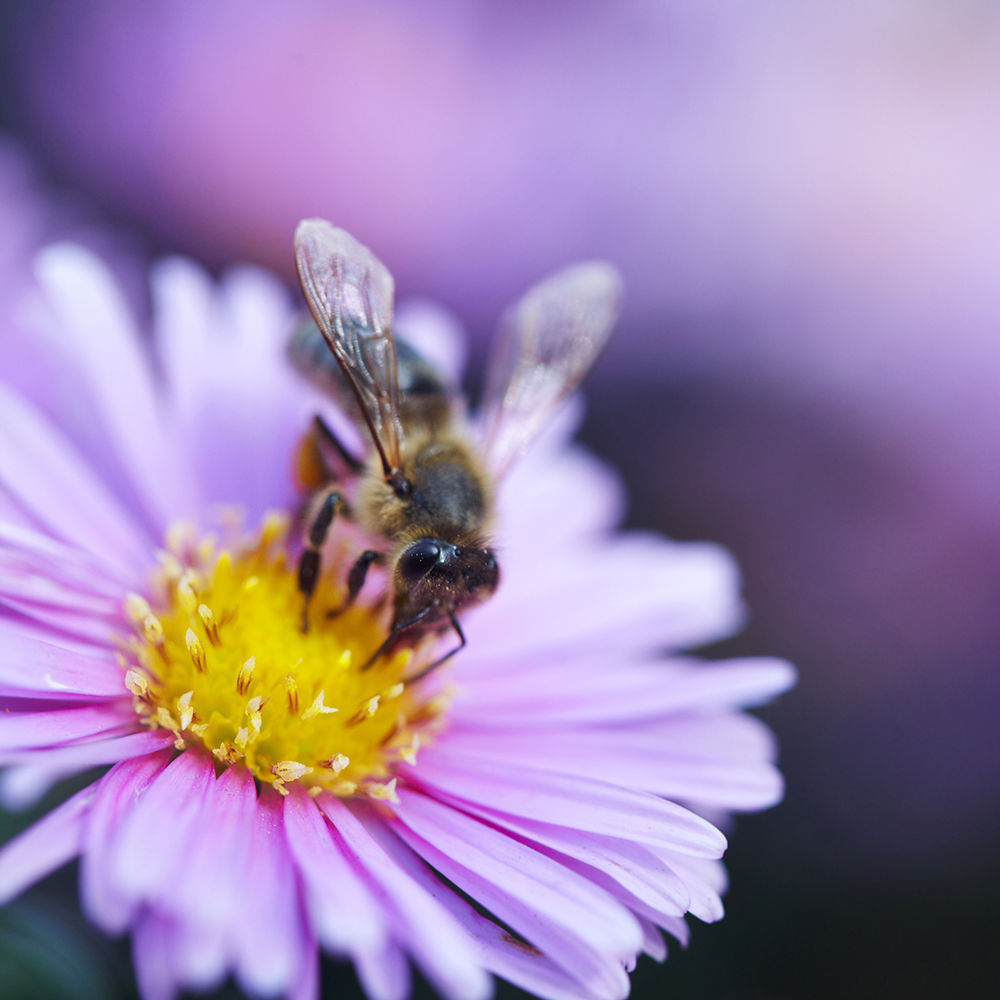 En bi der sidder i en lilla blomst