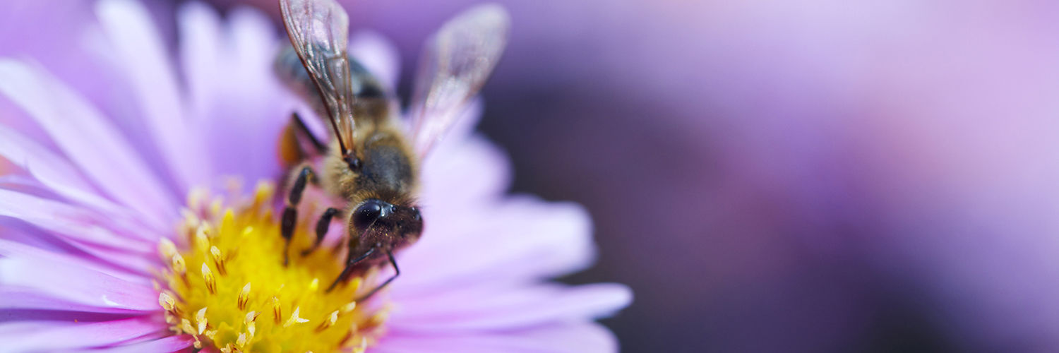 En bi der sidder i en lilla blomst