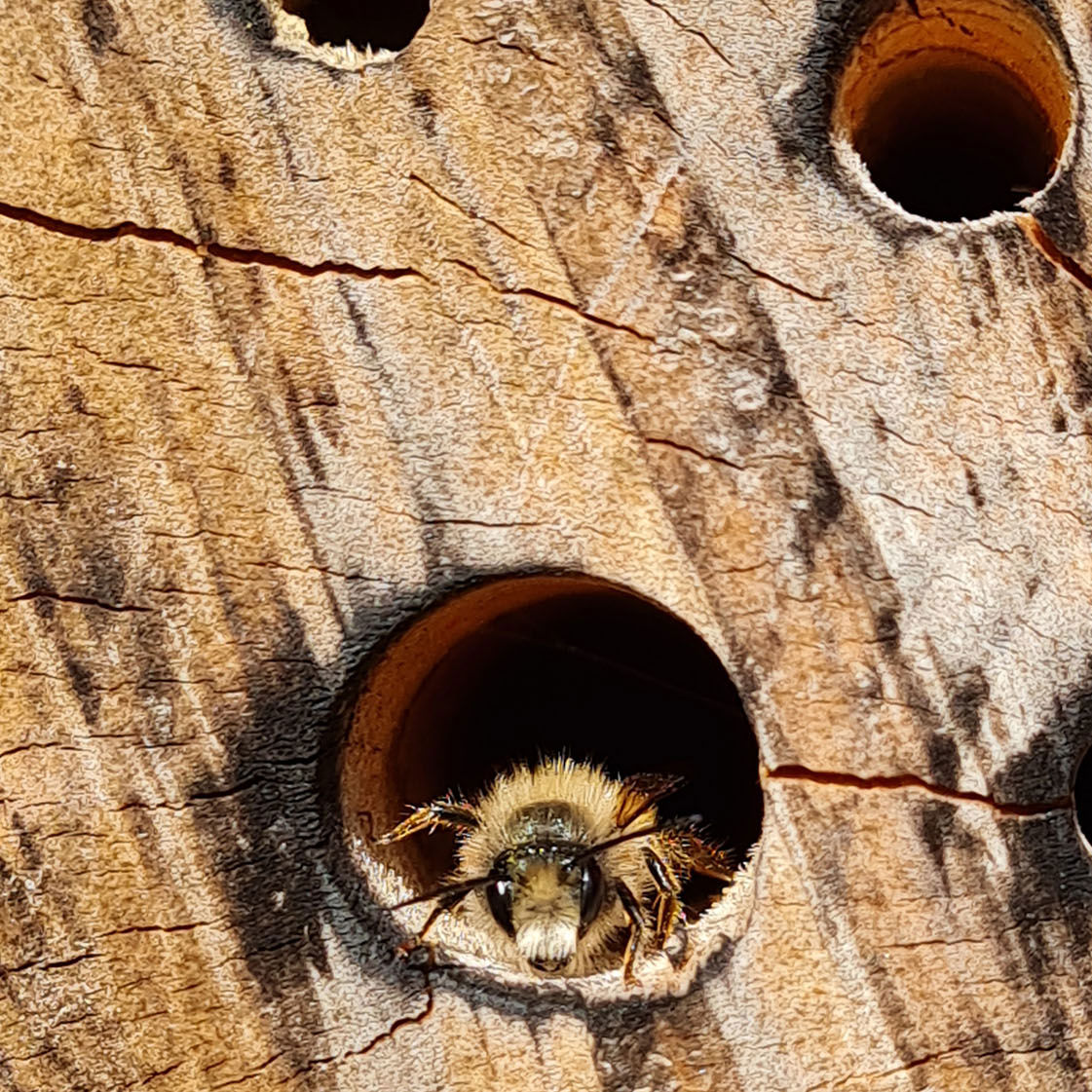 Insektbo