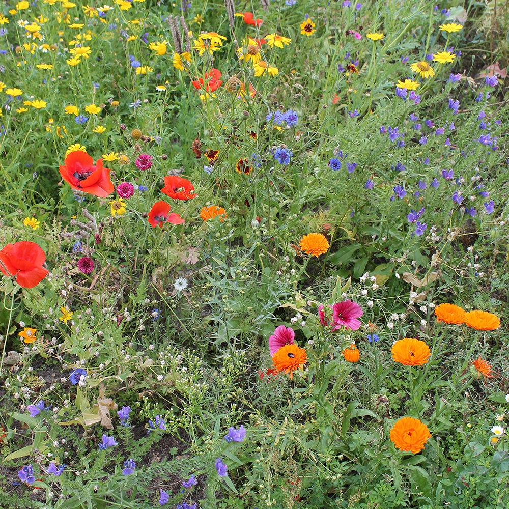Blomtereng