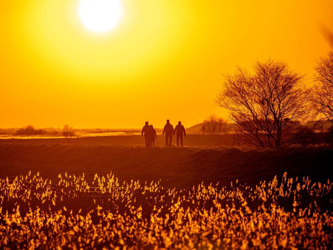 Mennesker går tur i naturen. Solen går ned og der er siv i forgrunden.