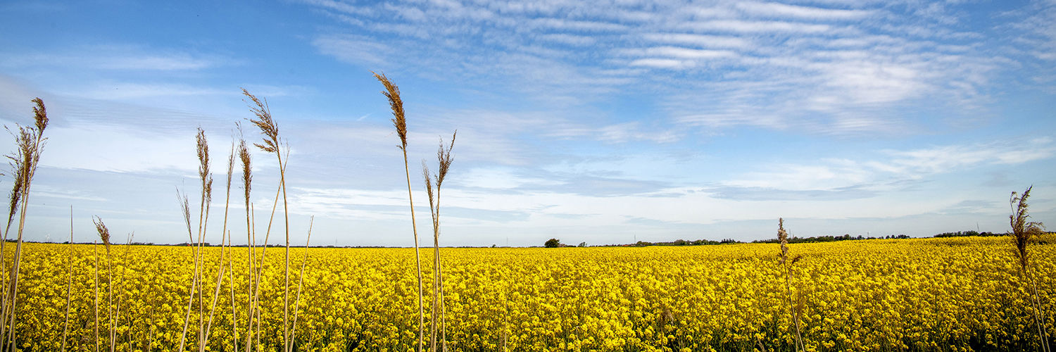 Flot gul blomstrende rapsmark en sommerdag med flot blå himmel