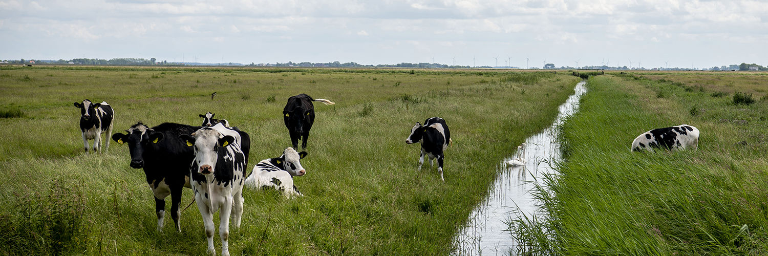 Køer der græsser i marken